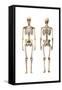 Anatomy of Male Human Skeleton, Front View and Back View-null-Framed Stretched Canvas