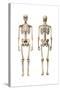 Anatomy of Male Human Skeleton, Front View and Back View-null-Stretched Canvas