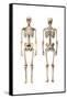 Anatomy of Male Human Skeleton, Front View and Back View-null-Framed Stretched Canvas