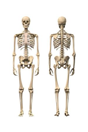 https://imgc.allpostersimages.com/img/posters/anatomy-of-male-human-skeleton-front-view-and-back-view_u-L-PN8YKL0.jpg?artPerspective=n