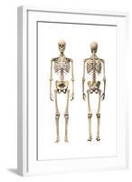 Anatomy of Male Human Skeleton, Front View and Back View-null-Framed Art Print