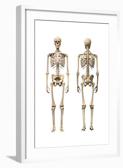 Anatomy of Male Human Skeleton, Front View and Back View-null-Framed Art Print