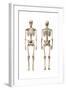 Anatomy of Male Human Skeleton, Front View and Back View-null-Framed Art Print