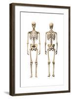 Anatomy of Male Human Skeleton, Front View and Back View-null-Framed Art Print