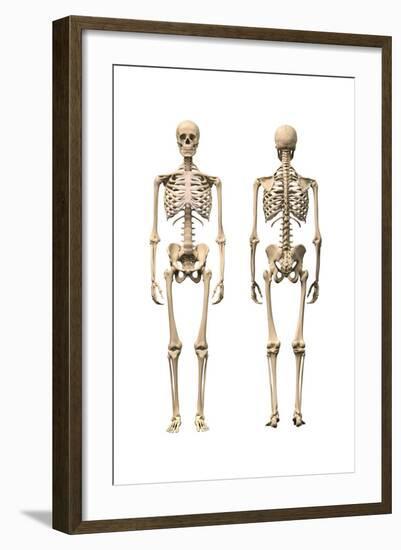 Anatomy of Male Human Skeleton, Front View and Back View-null-Framed Art Print