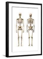 Anatomy of Male Human Skeleton, Front View and Back View-null-Framed Art Print