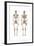 Anatomy of Male Human Skeleton, Front View and Back View-null-Framed Art Print