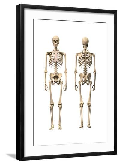 Anatomy of Male Human Skeleton, Front View and Back View--Framed Art Print