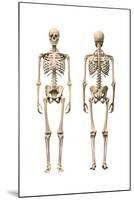 Anatomy of Male Human Skeleton, Front View and Back View-null-Mounted Art Print