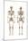 Anatomy of Male Human Skeleton, Front View and Back View-null-Mounted Art Print