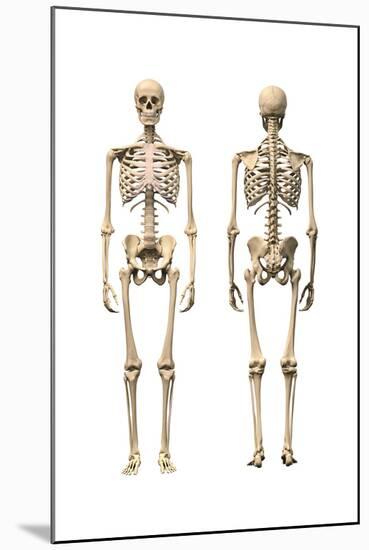 Anatomy of Male Human Skeleton, Front View and Back View-null-Mounted Art Print