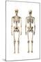 Anatomy of Male Human Skeleton, Front View and Back View-null-Mounted Art Print