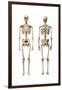 Anatomy of Male Human Skeleton, Front View and Back View-null-Framed Art Print