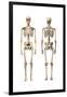 Anatomy of Male Human Skeleton, Front View and Back View-null-Framed Art Print