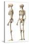 Anatomy of Male Human Skeleton, Side View and Perspective View-null-Stretched Canvas