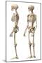 Anatomy of Male Human Skeleton, Side View and Perspective View-null-Mounted Art Print