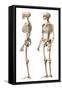 Anatomy of Male Human Skeleton, Side View and Perspective View-null-Framed Stretched Canvas