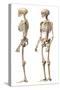 Anatomy of Male Human Skeleton, Side View and Perspective View-null-Stretched Canvas