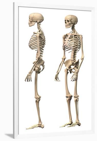 Anatomy of Male Human Skeleton, Side View and Perspective View-null-Framed Art Print