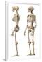 Anatomy of Male Human Skeleton, Side View and Perspective View-null-Framed Art Print