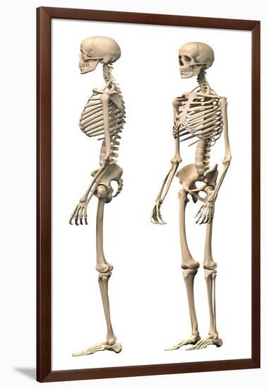 Anatomy of Male Human Skeleton, Side View and Perspective View-null-Framed Art Print