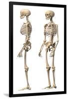 Anatomy of Male Human Skeleton, Side View and Perspective View-null-Framed Art Print