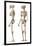 Anatomy of Male Human Skeleton, Side View and Perspective View-null-Framed Art Print