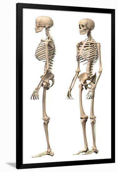 Anatomy of Male Human Skeleton, Side View and Perspective View-null-Framed Art Print