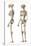 Anatomy of Male Human Skeleton, Side View and Perspective View-null-Stretched Canvas