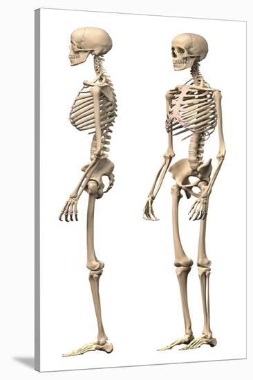 Anatomy of Male Human Skeleton, Side View and Perspective View-null-Stretched Canvas