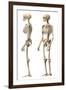 Anatomy of Male Human Skeleton, Side View and Perspective View-null-Framed Art Print