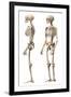 Anatomy of Male Human Skeleton, Side View and Perspective View-null-Framed Art Print