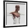 Anatomy of Male Muscles in Upper Body, Anterior View-null-Framed Art Print