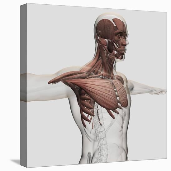 Anatomy of Male Muscles in Upper Body, Anterior View-null-Stretched Canvas