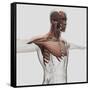 Anatomy of Male Muscles in Upper Body, Anterior View-null-Framed Stretched Canvas