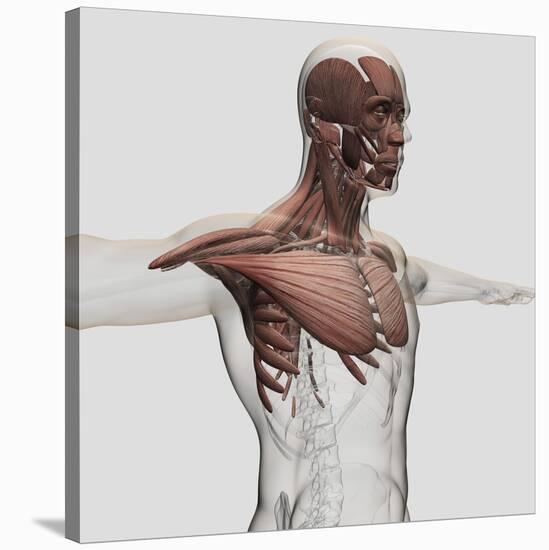 Anatomy of Male Muscles in Upper Body, Anterior View-null-Stretched Canvas