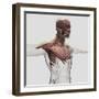 Anatomy of Male Muscles in Upper Body, Anterior View-null-Framed Art Print