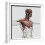 Anatomy of Male Muscles in Upper Body, Anterior View-null-Framed Art Print