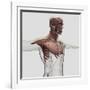 Anatomy of Male Muscles in Upper Body, Anterior View-null-Framed Art Print