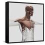 Anatomy of Male Muscles in Upper Body, Anterior View-null-Framed Stretched Canvas