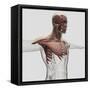 Anatomy of Male Muscles in Upper Body, Anterior View-null-Framed Stretched Canvas