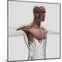 Anatomy of Male Muscles in Upper Body, Anterior View-null-Mounted Art Print