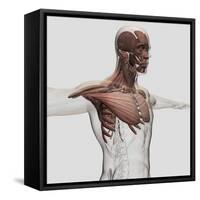 Anatomy of Male Muscles in Upper Body, Anterior View-null-Framed Stretched Canvas