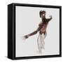 Anatomy of Male Muscles in Upper Body, Posterior View-null-Framed Stretched Canvas