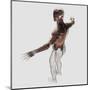 Anatomy of Male Muscles in Upper Body, Posterior View-null-Mounted Art Print