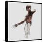 Anatomy of Male Muscles in Upper Body, Posterior View-null-Framed Stretched Canvas