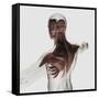 Anatomy of Male Muscles in Upper Body, Posterior View-null-Framed Stretched Canvas