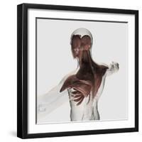 Anatomy of Male Muscles in Upper Body, Posterior View-null-Framed Art Print