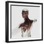 Anatomy of Male Muscles in Upper Body, Posterior View-null-Framed Art Print