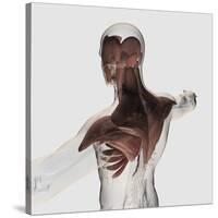 Anatomy of Male Muscles in Upper Body, Posterior View-null-Stretched Canvas